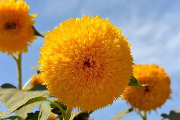 Dekoratif ayçiçeği