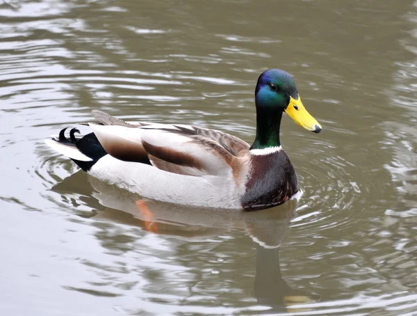 Um pato selvagem — Fotografia de Stock