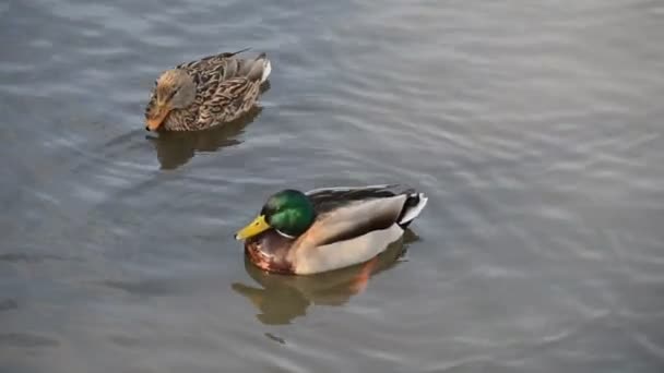 Wild ducks swim in the river — Stock Video