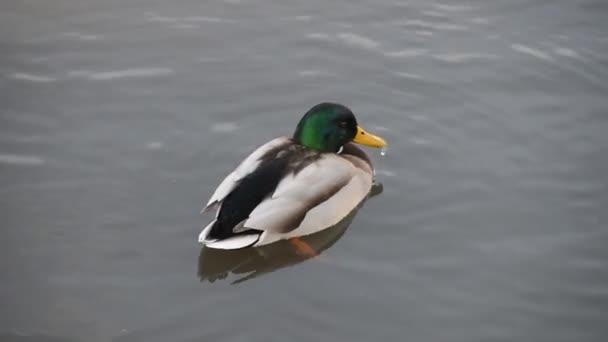 A wild duck swims in the river — Wideo stockowe