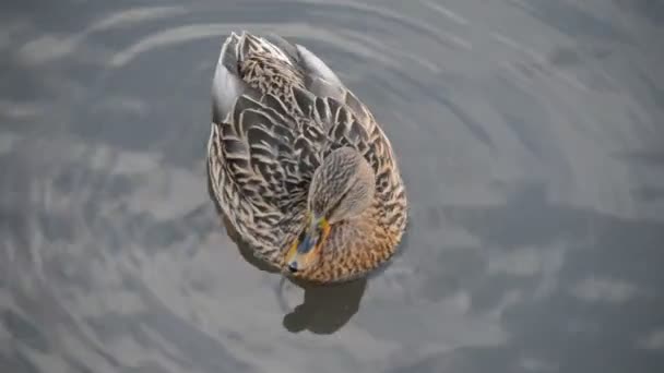 Дикая утка плавает в реке — стоковое видео