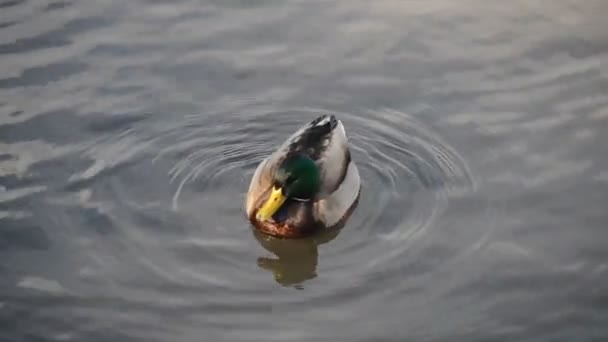 A wild duck swims in the river — Stock Video
