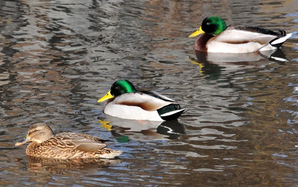 Een wilde eend — Stockfoto