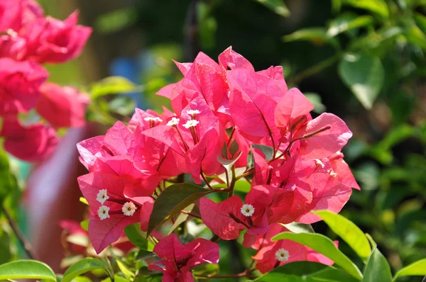 Bougainville — Stockfoto