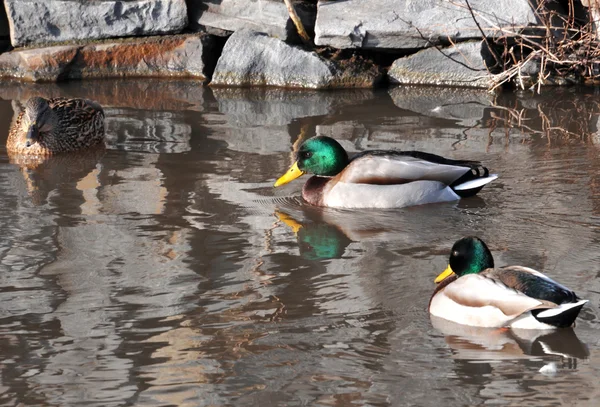 Eine Wildente — Stockfoto