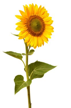 Sunflower clipart