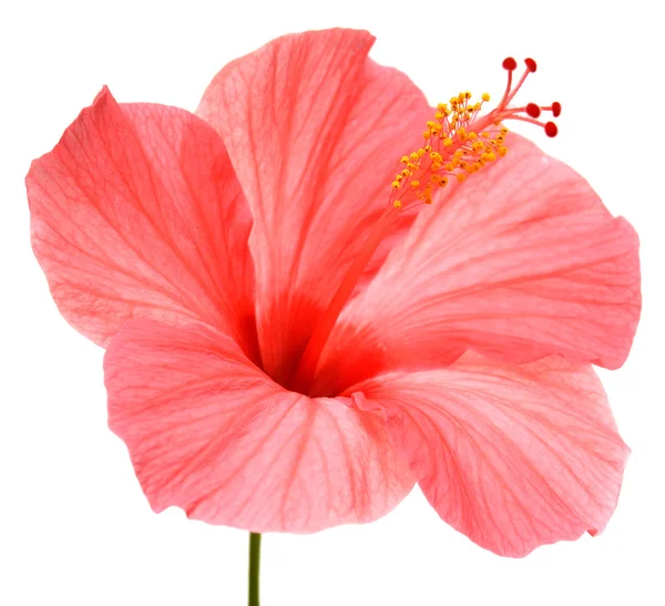 Pink hibiscus — Stock Photo, Image