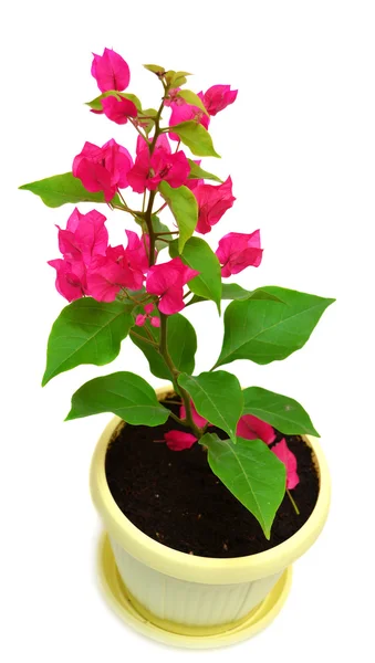 Bougainville — Zdjęcie stockowe