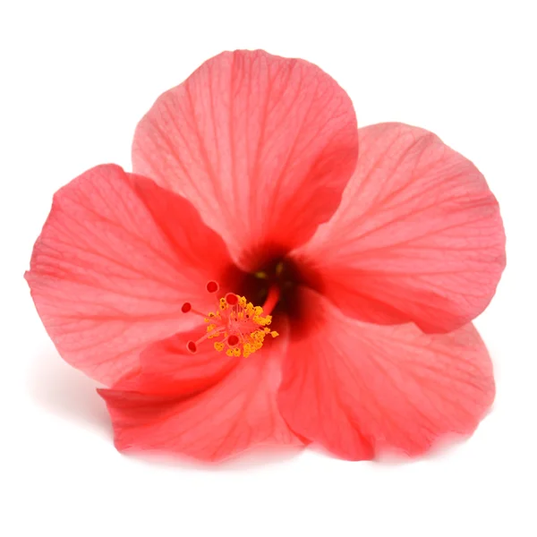 Hibisco-de-rosa — Fotografia de Stock