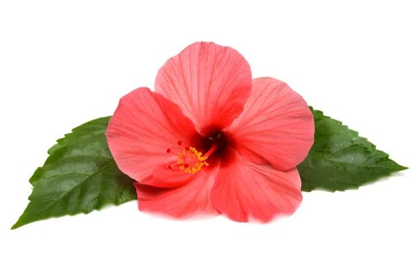 Pink hibiscus — Stock Photo, Image