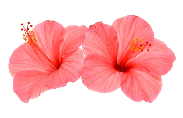 iki pembe ebegümeci