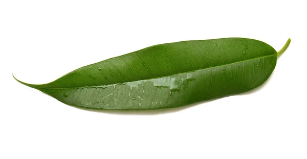 Hoja de ficus — Foto de Stock