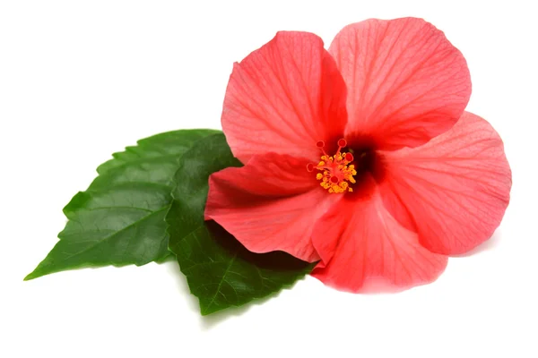 Hibisco-de-rosa — Fotografia de Stock