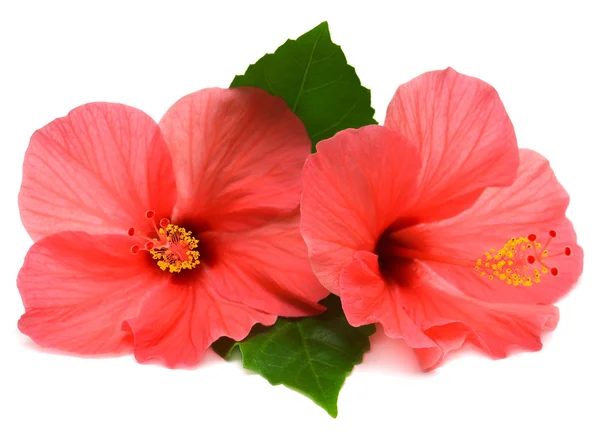 Två rosa hibiskus — Stockfoto