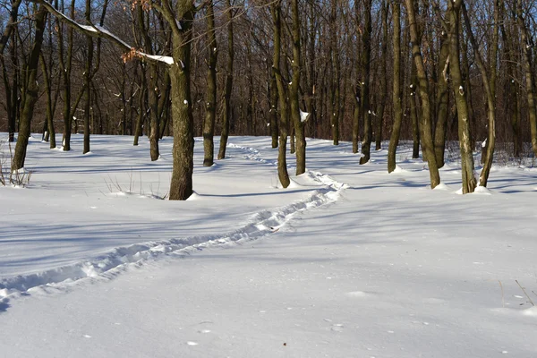 Winter landscape — Stock Photo, Image