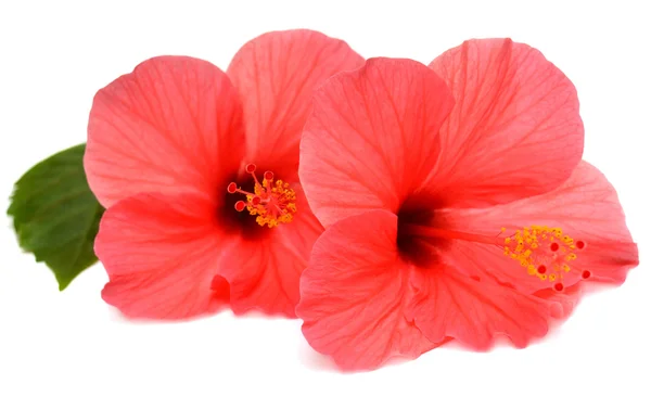 Δύο ρόδινο hibiscus — Φωτογραφία Αρχείου