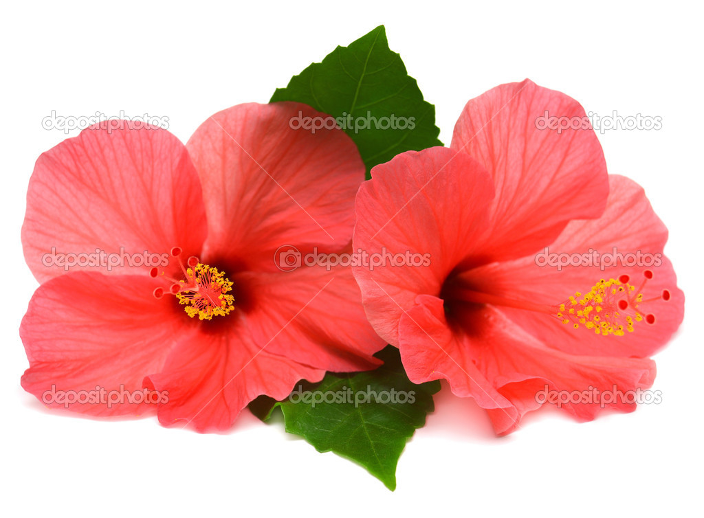 Two pink hibiscus