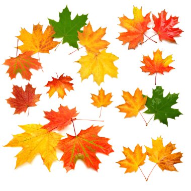 sonbahar yaprak toplama 