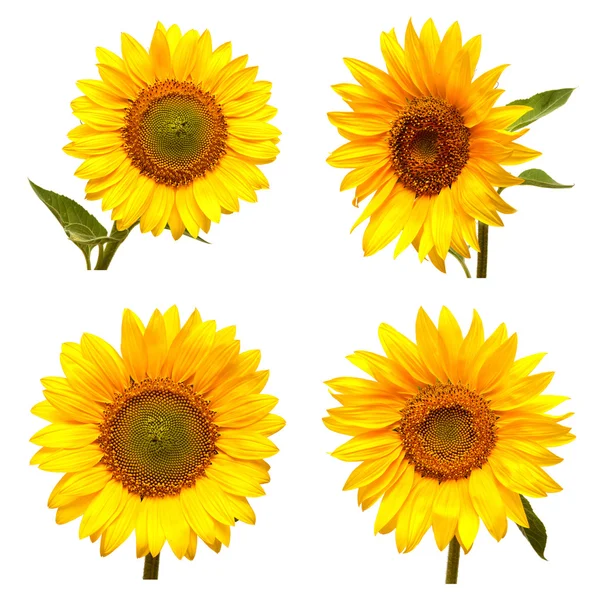 Sunflowers collection — Stock Photo, Image