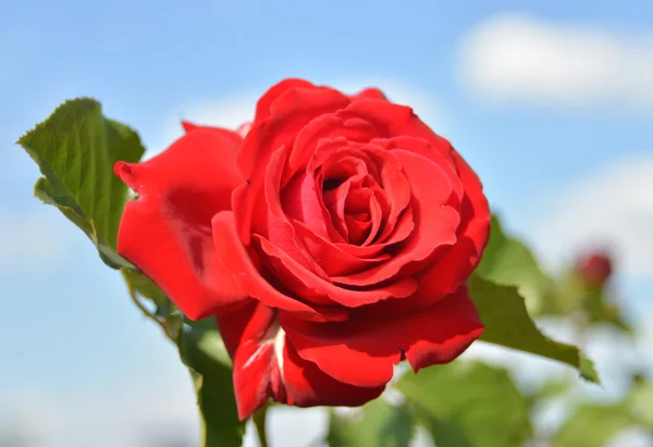 Red rose — Stock Photo, Image