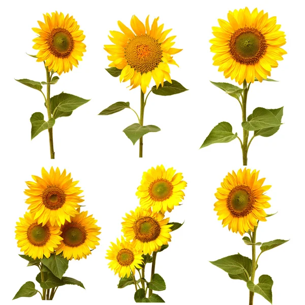 Sunflowers collection — Stock Photo, Image