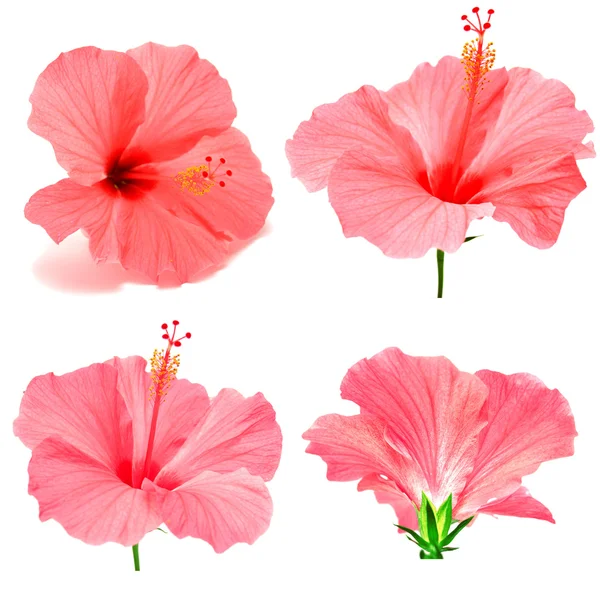 Coleção de hibiscos rosa — Fotografia de Stock