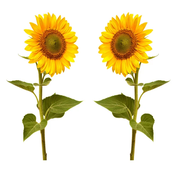 Sunflowers collection — Stock Photo, Image