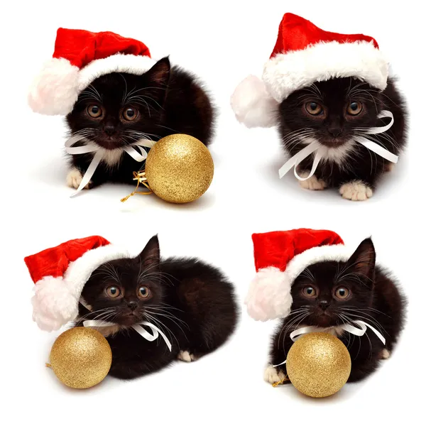 Koleksiyon, santa claus şapka ile küçük kedicik — Stok fotoğraf