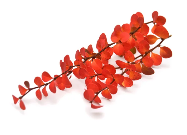 A branch of barberry — Stock Photo, Image