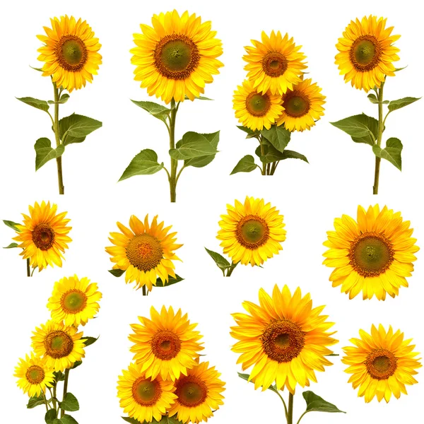 Sonnenblumensammlung — Stockfoto