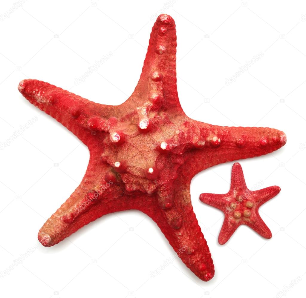 Red sea star 