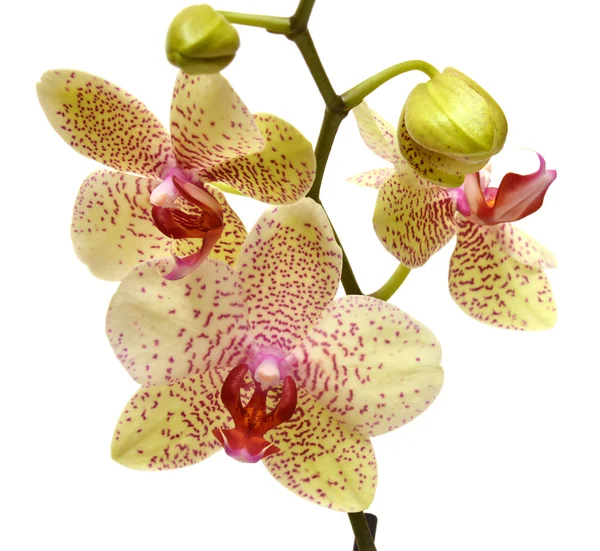 Yellow orchid — Stock Photo, Image