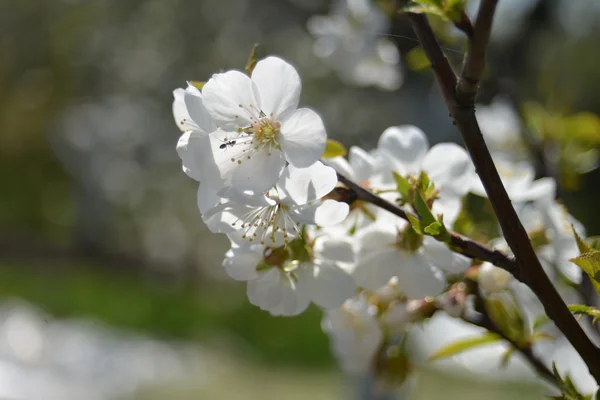 Blommande gren aprikoser — Stockfoto