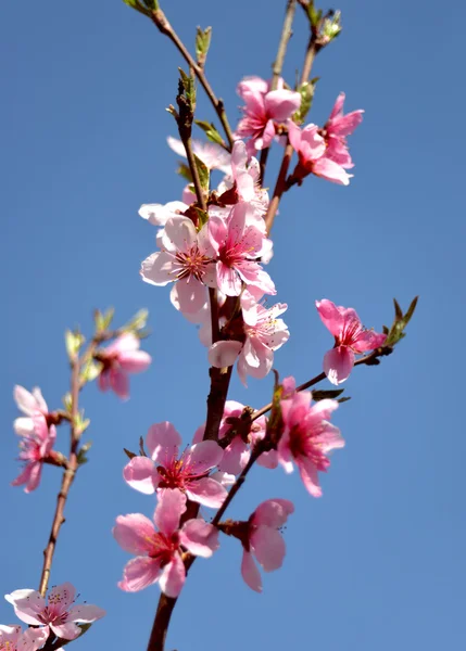 Flowering peach — Stock Photo, Image