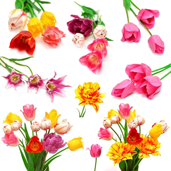 Collection of tulips — Stock Photo, Image