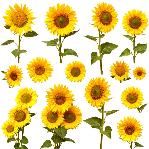 Colección girasoles — Foto de Stock