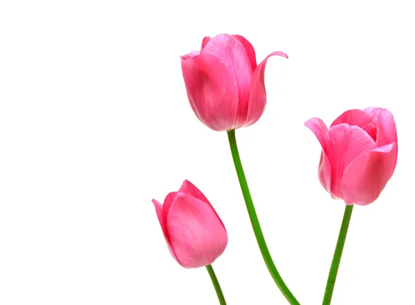 三个粉红郁金香 — 图库照片