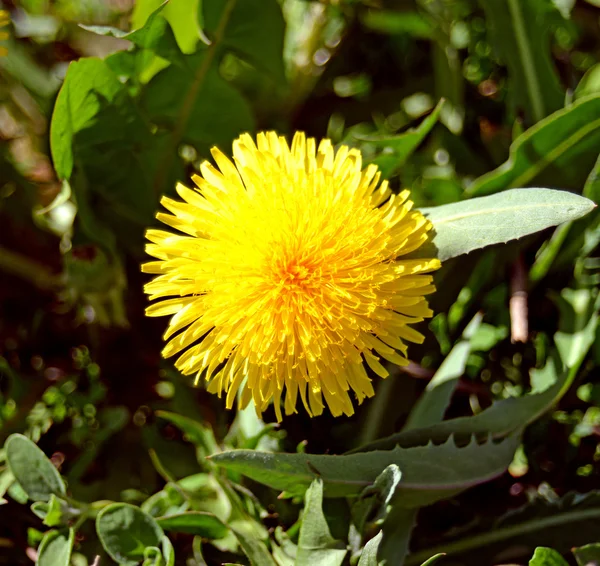 Yellow dandelion — Stock Photo, Image