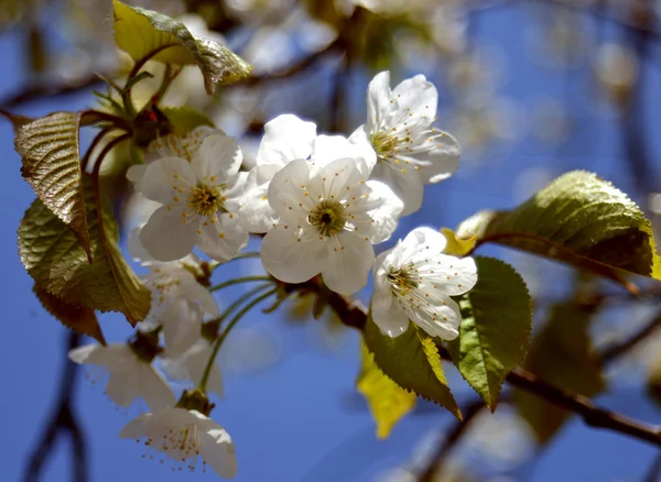 Blommande cherry — Stockfoto