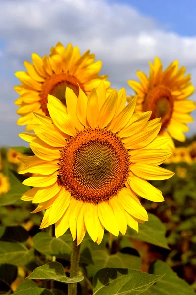 Vackra solrosor — Stockfoto