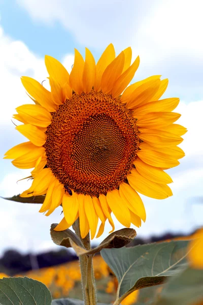 Bellissimi girasoli — Foto Stock