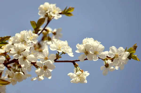 Cereja florescente — Fotografia de Stock