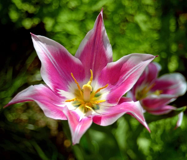 Tulipa rosa — Fotografia de Stock