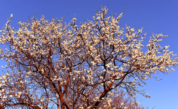 大きな花の木 — ストック写真
