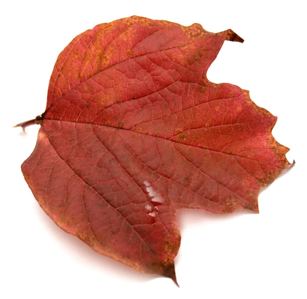Red leaf viburnum — Stock Photo, Image