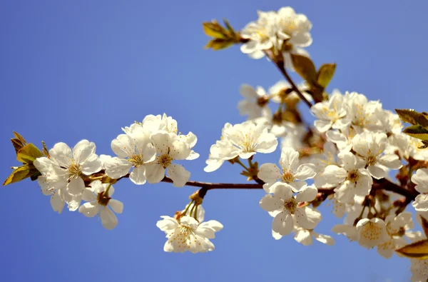 Blommande cherry — Stockfoto