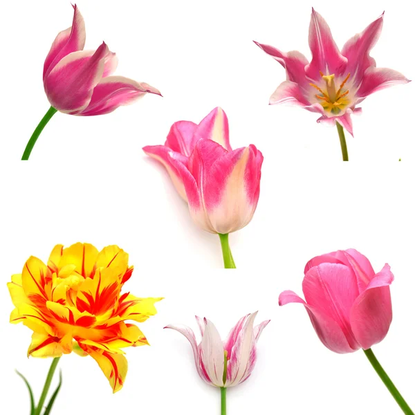Collectie van tulpen — Stockfoto