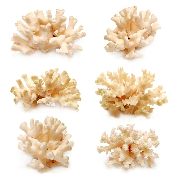 Kolekce korálů — Stock fotografie