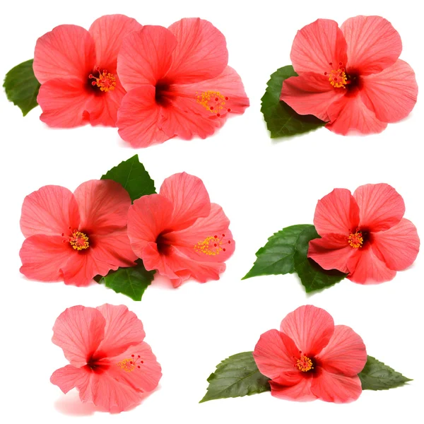 Samling hibiscus — Stockfoto