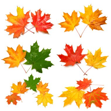 Collection sonbahar yaprakları